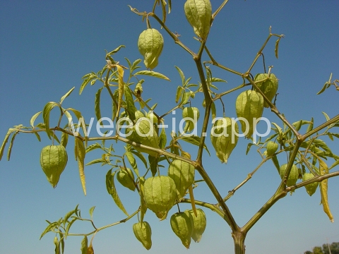 groundcherry, longleaf